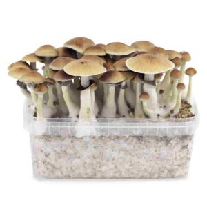 B+Cubensis Magic Mushrooms kaufen