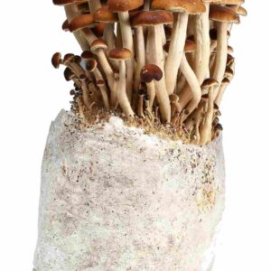 Mexicana Cubensis Magic Mushrooms kaufen